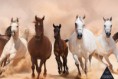 /album/zvierata/a10-001-galop-koni-jpg/