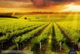 /album/priroda/a4-004-winnica-poa%c2%a6eudnie-australi-jpg/