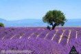 /album/priroda/a4-009-pole-lawendowe-jpg/